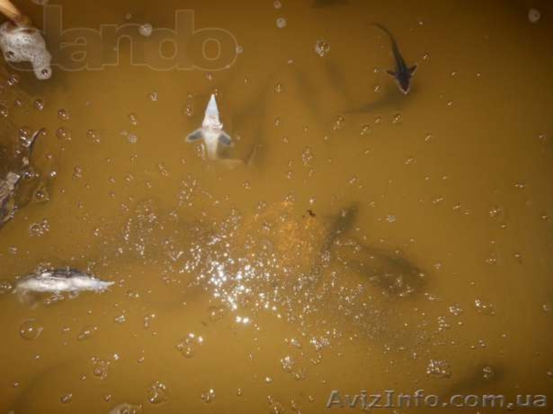 Проектирование Рыбоводных ферм, УЗВ, - <ro>Изображение</ro><ru>Изображение</ru> #3, <ru>Объявление</ru> #1176430