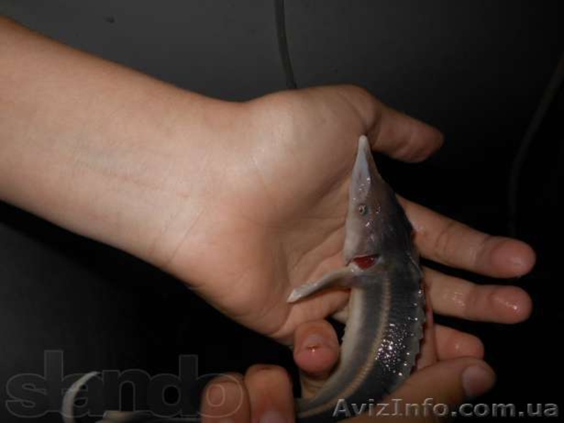 Проектирование Рыбоводных ферм, УЗВ, - <ro>Изображение</ro><ru>Изображение</ru> #1, <ru>Объявление</ru> #1176430