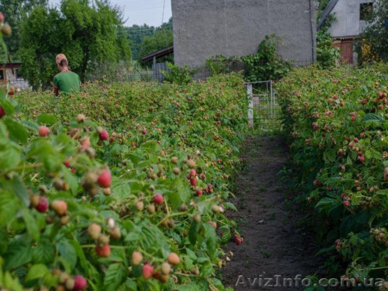 Саженцы малины ремонтантная Болгарский сорт ЛЮЛИН Опт.Розн. - <ro>Изображение</ro><ru>Изображение</ru> #2, <ru>Объявление</ru> #1216058