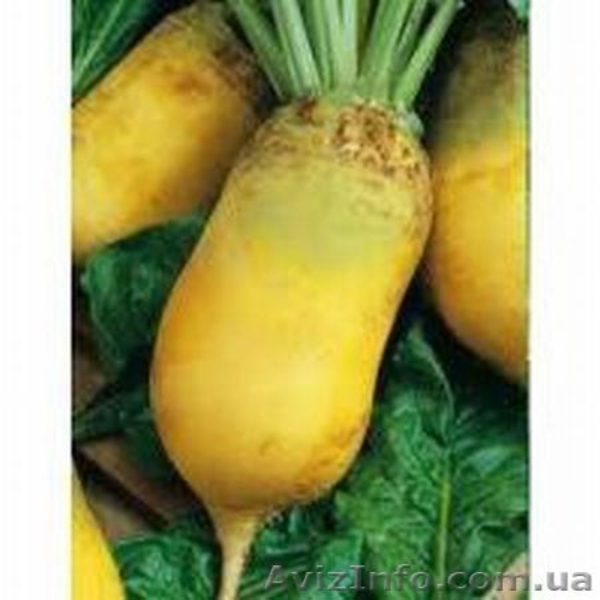 Семена Суданки, Люцерны, кормовой Свеклы, садовых и газонных Трав - <ro>Изображение</ro><ru>Изображение</ru> #2, <ru>Объявление</ru> #1222189