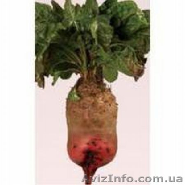 Семена Суданки, Люцерны, кормовой Свеклы, садовых и газонных Трав - <ro>Изображение</ro><ru>Изображение</ru> #3, <ru>Объявление</ru> #1222189