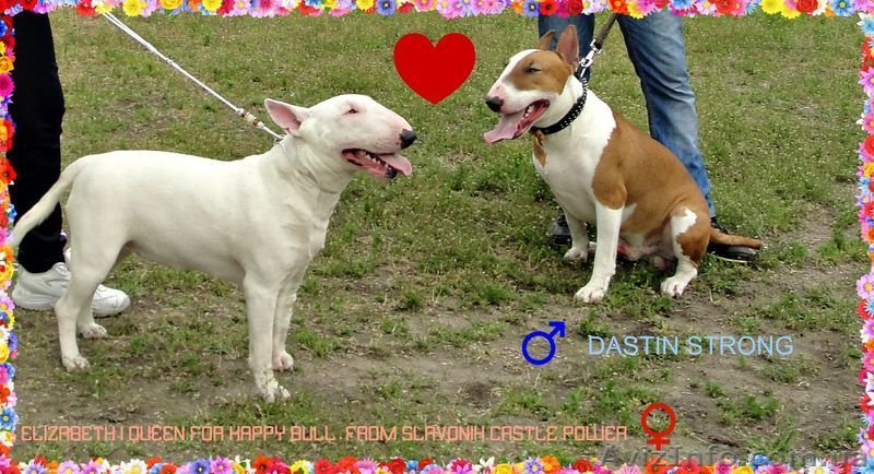 Щенки бультеьера - <ro>Изображение</ro><ru>Изображение</ru> #3, <ru>Объявление</ru> #1227965