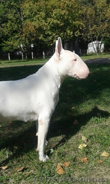 Щенки бультеьера - <ro>Изображение</ro><ru>Изображение</ru> #2, <ru>Объявление</ru> #1227965