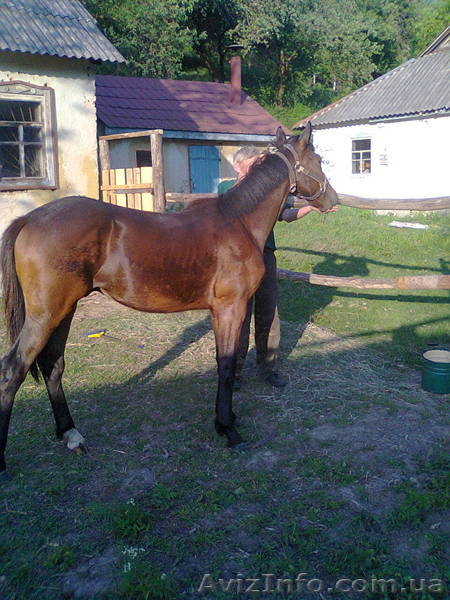 Продам жребца 11 мес  Каневский район - <ro>Изображение</ro><ru>Изображение</ru> #1, <ru>Объявление</ru> #1269388