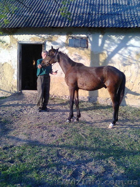 Продам жребца 11 мес  Каневский район - <ro>Изображение</ro><ru>Изображение</ru> #2, <ru>Объявление</ru> #1269388