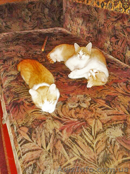 красивые котята 5 месяцев, мальчики. - <ro>Изображение</ro><ru>Изображение</ru> #2, <ru>Объявление</ru> #1315171