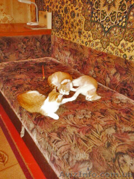 красивые котята 5 месяцев, мальчики. - <ro>Изображение</ro><ru>Изображение</ru> #3, <ru>Объявление</ru> #1315171