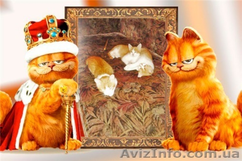 красивые котята 5 месяцев, мальчики. - <ro>Изображение</ro><ru>Изображение</ru> #1, <ru>Объявление</ru> #1315171