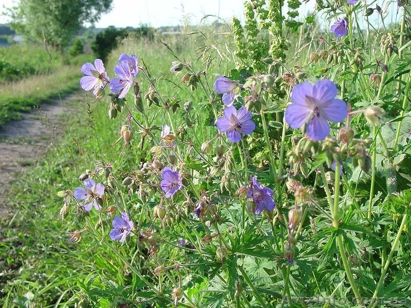 Продам дачные участки. - <ro>Изображение</ro><ru>Изображение</ru> #1, <ru>Объявление</ru> #925991
