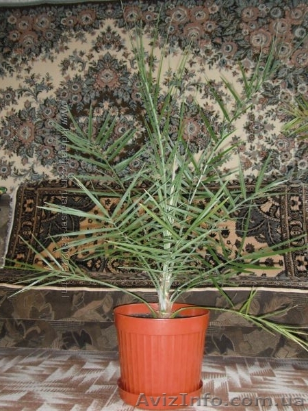 финиковая пальма 15 лет - <ro>Изображение</ro><ru>Изображение</ru> #2, <ru>Объявление</ru> #1494172