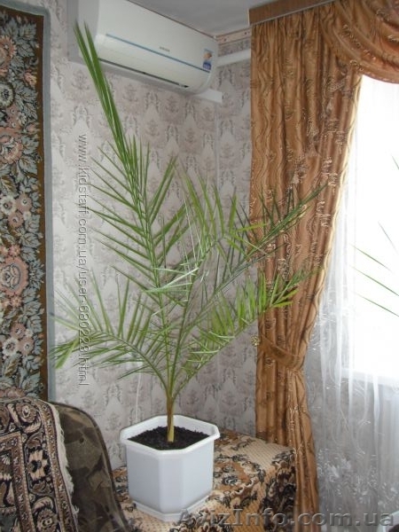 финиковая пальма 17 лет - <ro>Изображение</ro><ru>Изображение</ru> #2, <ru>Объявление</ru> #1494182