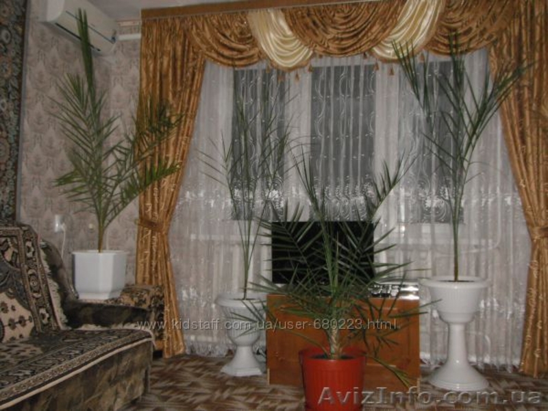 финиковая пальма 12 лет в горшочке на низкой ножке - <ro>Изображение</ro><ru>Изображение</ru> #3, <ru>Объявление</ru> #1494183