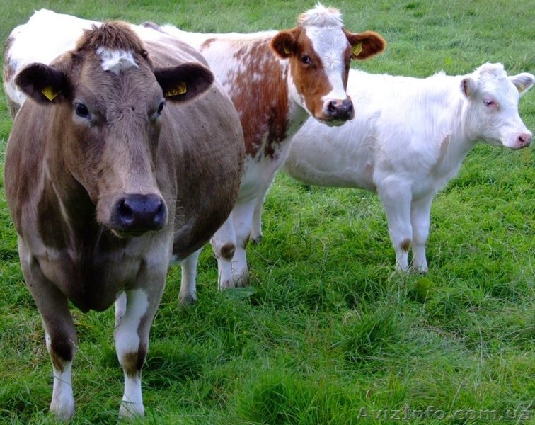 Вирощування курей та бичків на м'ясо - <ro>Изображение</ro><ru>Изображение</ru> #2, <ru>Объявление</ru> #1535493