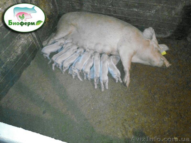 Подстилка для животных Биоферм - <ro>Изображение</ro><ru>Изображение</ru> #2, <ru>Объявление</ru> #1557195