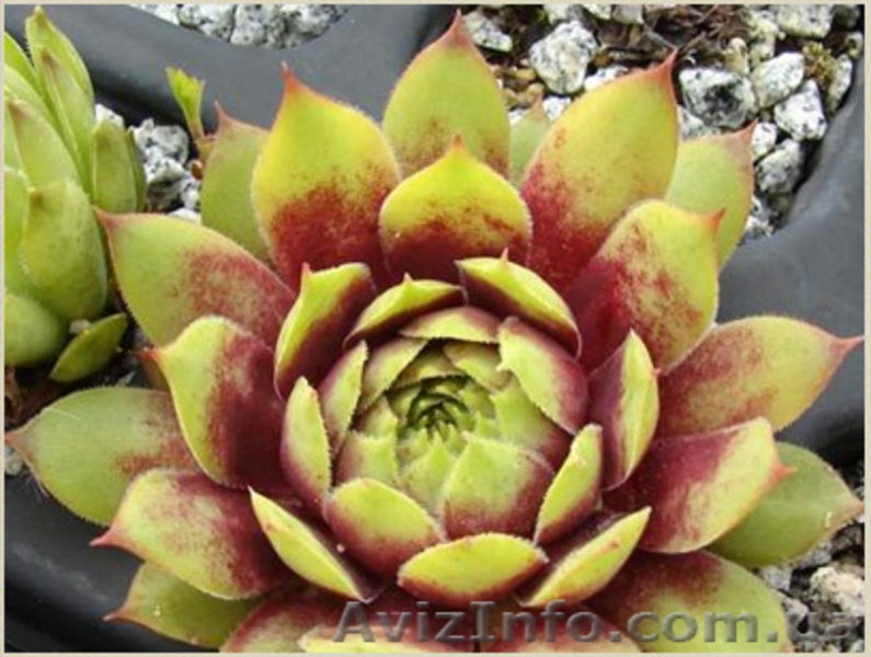 Молодило Andromeda - <ro>Изображение</ro><ru>Изображение</ru> #3, <ru>Объявление</ru> #1605467