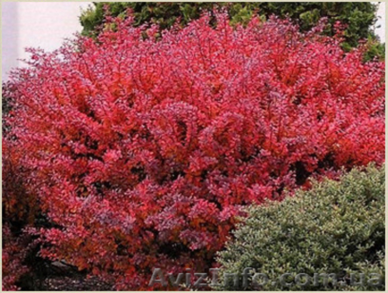 	 Барбарис Atropurpurea - <ro>Изображение</ro><ru>Изображение</ru> #3, <ru>Объявление</ru> #1605461