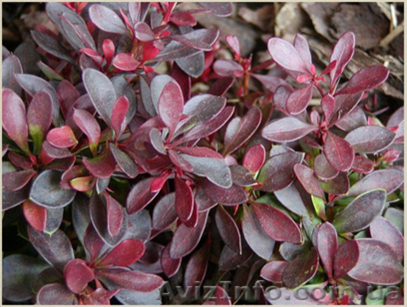 	 Барбарис Atropurpurea - <ro>Изображение</ro><ru>Изображение</ru> #1, <ru>Объявление</ru> #1605461