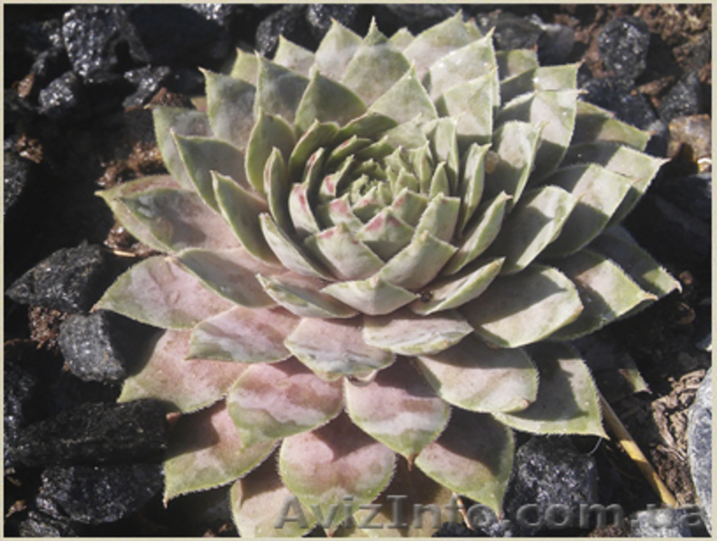 	 Молодило Calcareum SirWil - <ro>Изображение</ro><ru>Изображение</ru> #2, <ru>Объявление</ru> #1605468