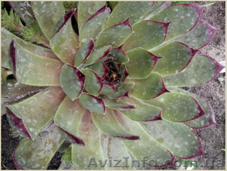 	 Молодило Calcareum SirWil - <ro>Изображение</ro><ru>Изображение</ru> #3, <ru>Объявление</ru> #1605468