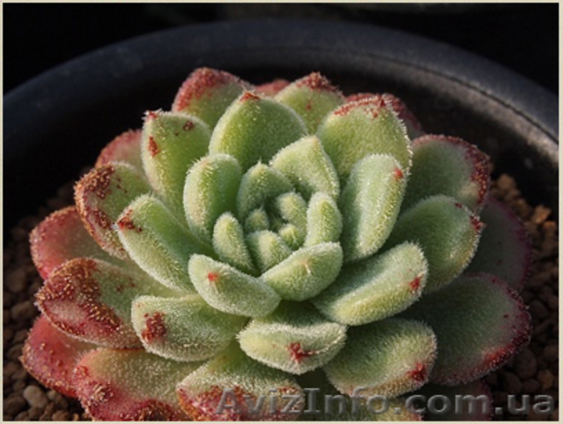 Эхеверия Carol - <ro>Изображение</ro><ru>Изображение</ru> #3, <ru>Объявление</ru> #1605471