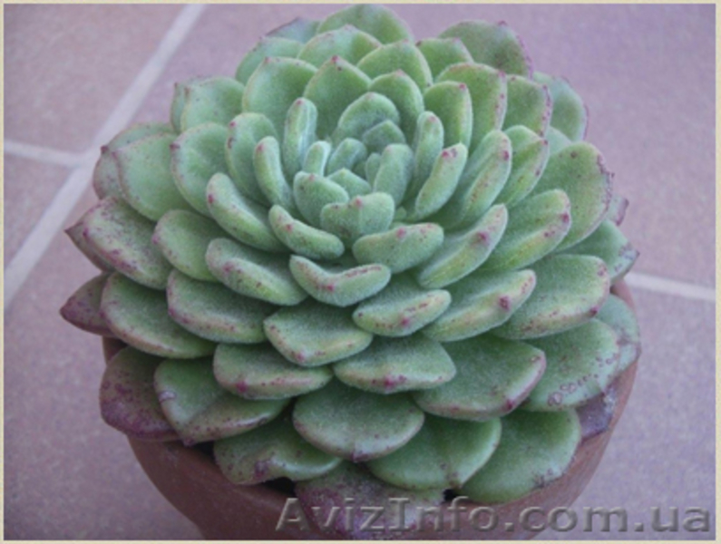 Эхеверия Carol - <ro>Изображение</ro><ru>Изображение</ru> #2, <ru>Объявление</ru> #1605471