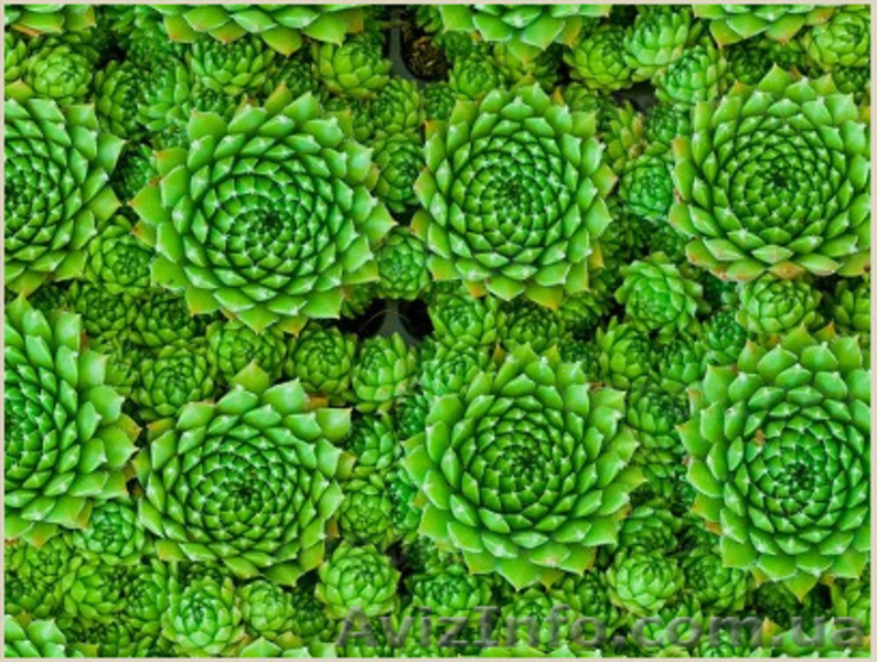 	 Молодило Centaurus - <ro>Изображение</ro><ru>Изображение</ru> #3, <ru>Объявление</ru> #1605469