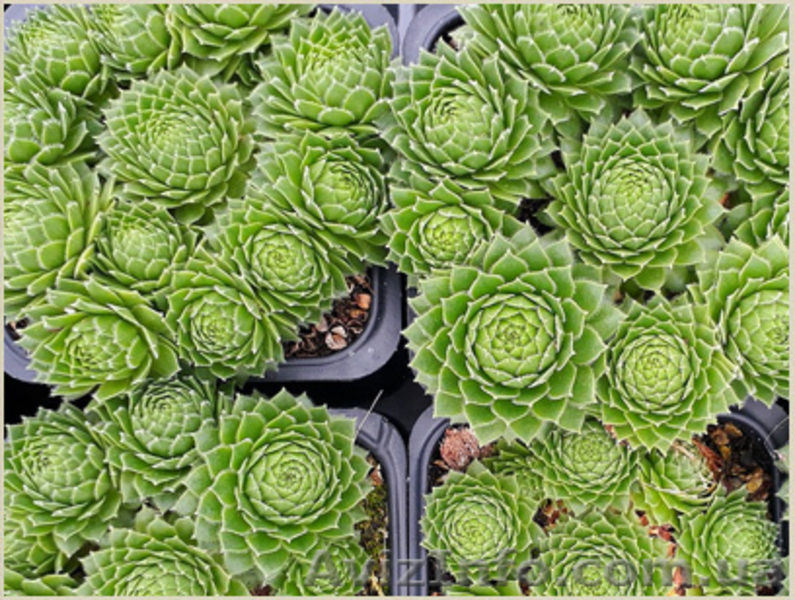 	 Молодило Centaurus - <ro>Изображение</ro><ru>Изображение</ru> #2, <ru>Объявление</ru> #1605469