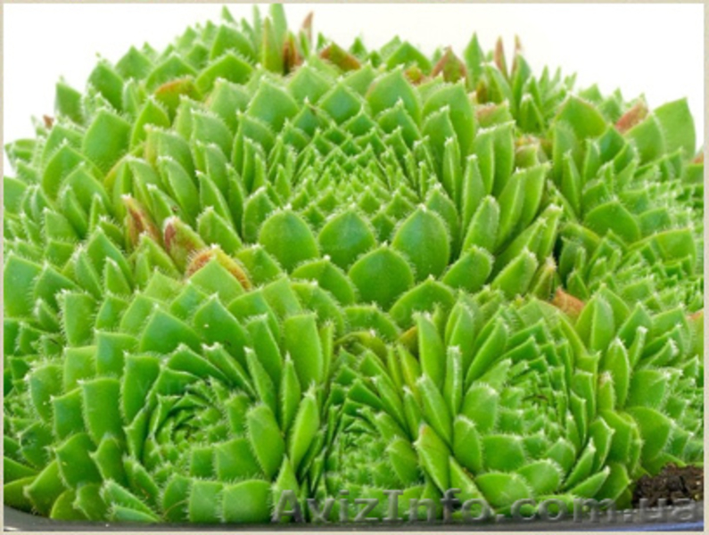 	 Молодило Centaurus - <ro>Изображение</ro><ru>Изображение</ru> #1, <ru>Объявление</ru> #1605469