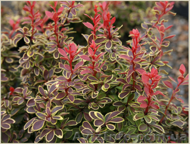 	 Барбарис Coronita - <ro>Изображение</ro><ru>Изображение</ru> #1, <ru>Объявление</ru> #1605462