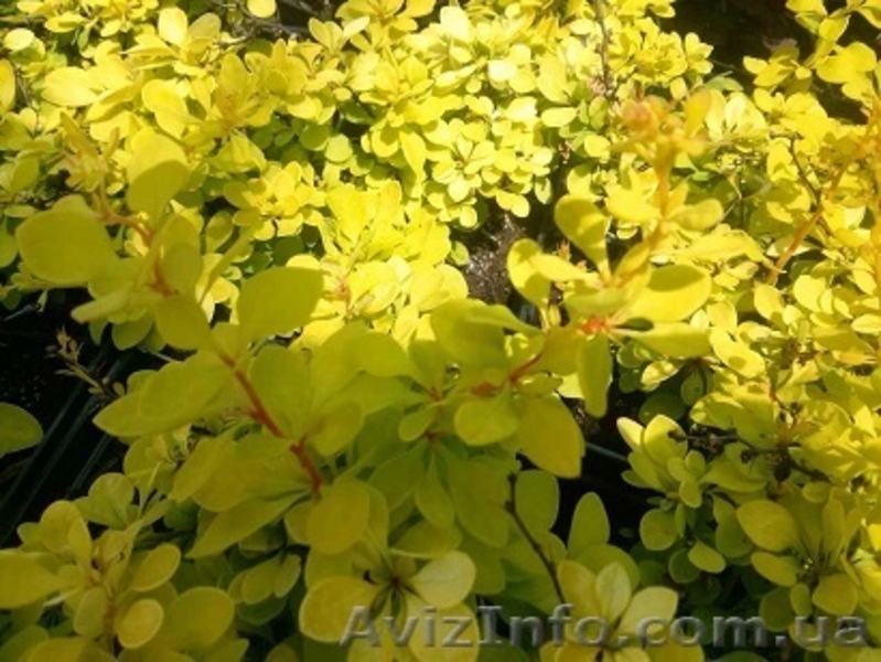 	 Барбарис Evita - <ro>Изображение</ro><ru>Изображение</ru> #3, <ru>Объявление</ru> #1605463