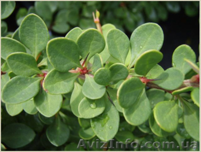 	 Барбарис Green Carpet - <ro>Изображение</ro><ru>Изображение</ru> #2, <ru>Объявление</ru> #1605464