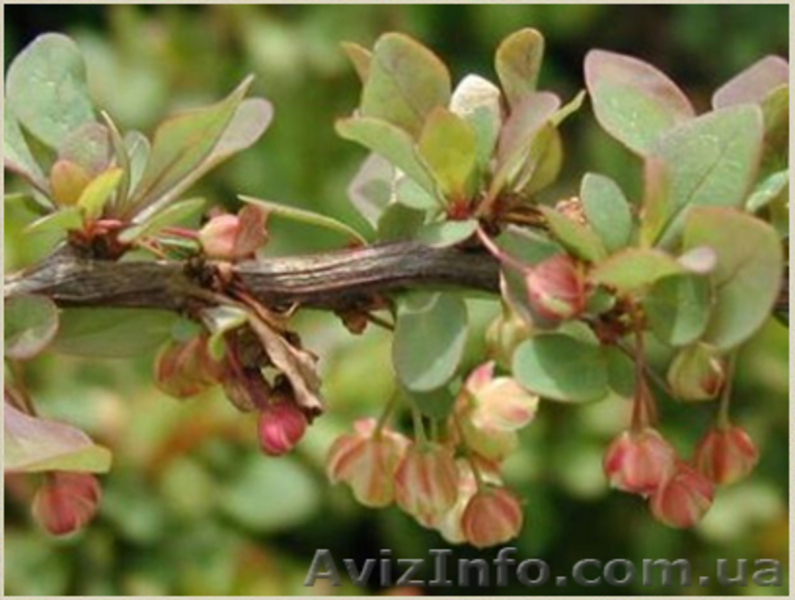 	 Барбарис Green Carpet - <ro>Изображение</ro><ru>Изображение</ru> #3, <ru>Объявление</ru> #1605464