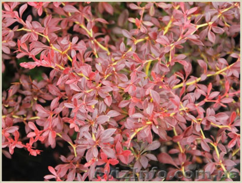 	 Барбарис Orange Dream - <ro>Изображение</ro><ru>Изображение</ru> #1, <ru>Объявление</ru> #1605465