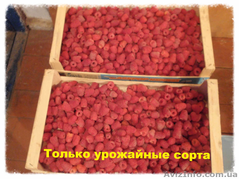 Саженцы малины Черкассы - <ro>Изображение</ro><ru>Изображение</ru> #4, <ru>Объявление</ru> #1632291