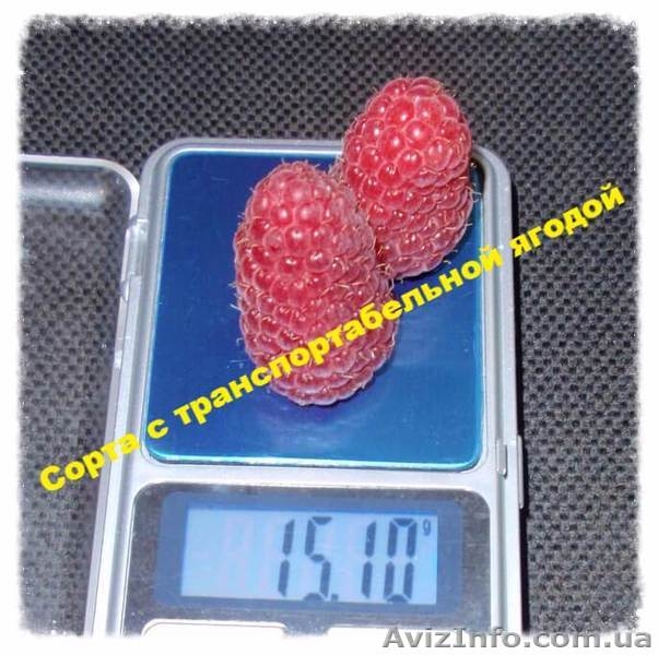 Саженцы малины Черкассы - <ro>Изображение</ro><ru>Изображение</ru> #1, <ru>Объявление</ru> #1632291