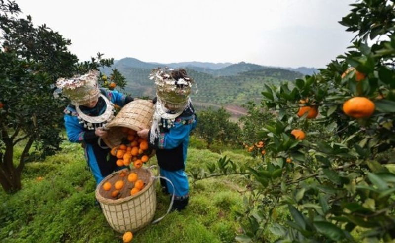 Работа за границей от InfoSTATUS - <ro>Изображение</ro><ru>Изображение</ru> #2, <ru>Объявление</ru> #1662560