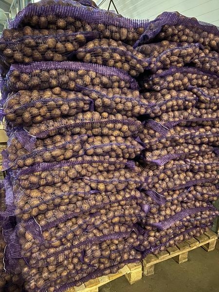 Картофель оптом!!! - <ro>Изображение</ro><ru>Изображение</ru> #1, <ru>Объявление</ru> #1674096