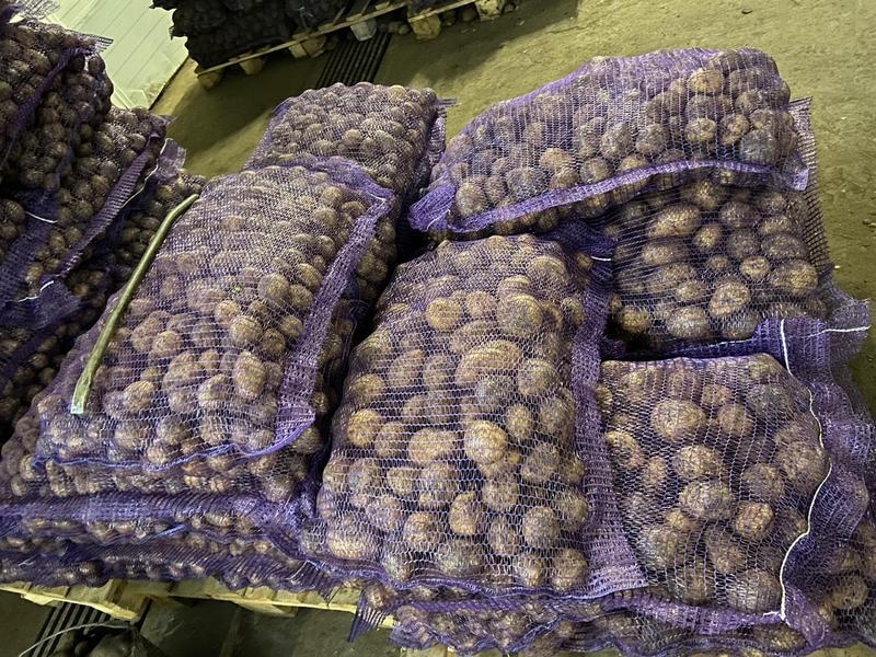 Картофель оптом!!! - <ro>Изображение</ro><ru>Изображение</ru> #3, <ru>Объявление</ru> #1674096