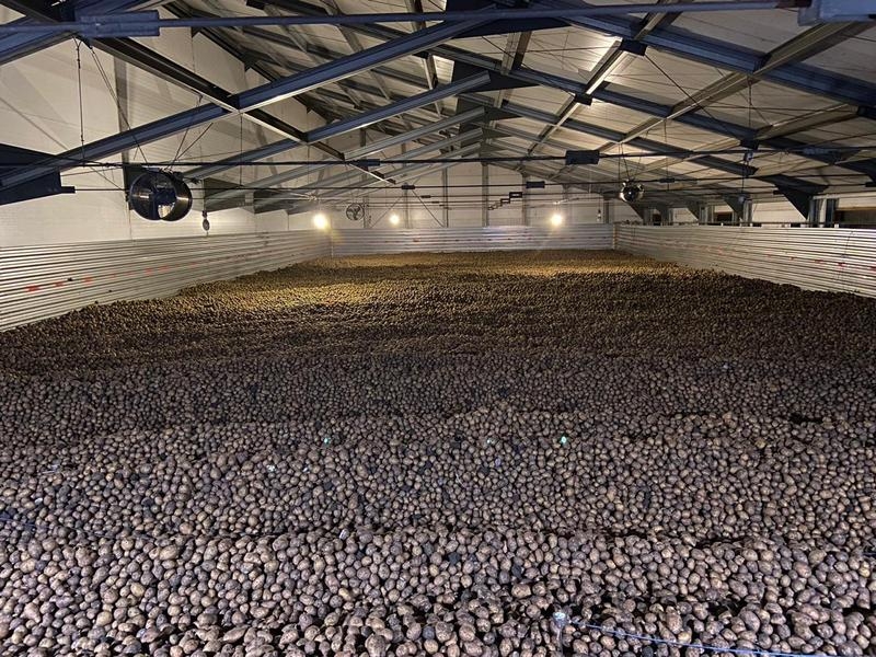 Картофель оптом!!! - <ro>Изображение</ro><ru>Изображение</ru> #7, <ru>Объявление</ru> #1674096