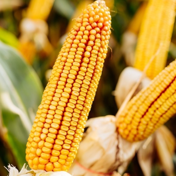 ВИСОКОЯКІСНІ ТРАНСГЕННІ ГІБРИДИ SKEENA FF 199 ФАО 300 ТА SEDONA ВТ 166 ФАО 250 - <ro>Изображение</ro><ru>Изображение</ru> #1, <ru>Объявление</ru> #1690702