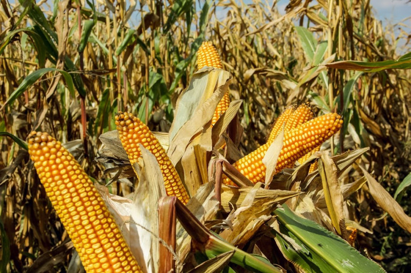 ВИСОКОЯКІСНІ ТРАНСГЕННІ ГІБРИДИ SKEENA FF 199 ФАО 300 ТА SEDONA ВТ 166 ФАО 250 - <ro>Изображение</ro><ru>Изображение</ru> #2, <ru>Объявление</ru> #1690702