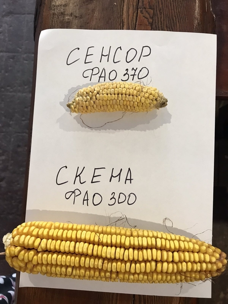 ВИСОКОЯКІСНІ ТРАНСГЕННІ ГІБРИДИ SKEENA FF 199 ФАО 300 ТА SEDONA ВТ 166 ФАО 250 - <ro>Изображение</ro><ru>Изображение</ru> #3, <ru>Объявление</ru> #1690702