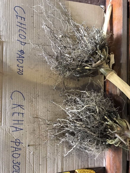 ВИСОКОЯКІСНІ ТРАНСГЕННІ ГІБРИДИ SKEENA FF 199 ФАО 300 ТА SEDONA ВТ 166 ФАО 250 - <ro>Изображение</ro><ru>Изображение</ru> #4, <ru>Объявление</ru> #1690702