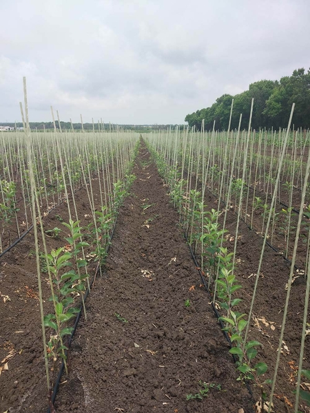  Опоры, колышки из композитных материалов для растений от производителя POLYARM - <ro>Изображение</ro><ru>Изображение</ru> #1, <ru>Объявление</ru> #1709482