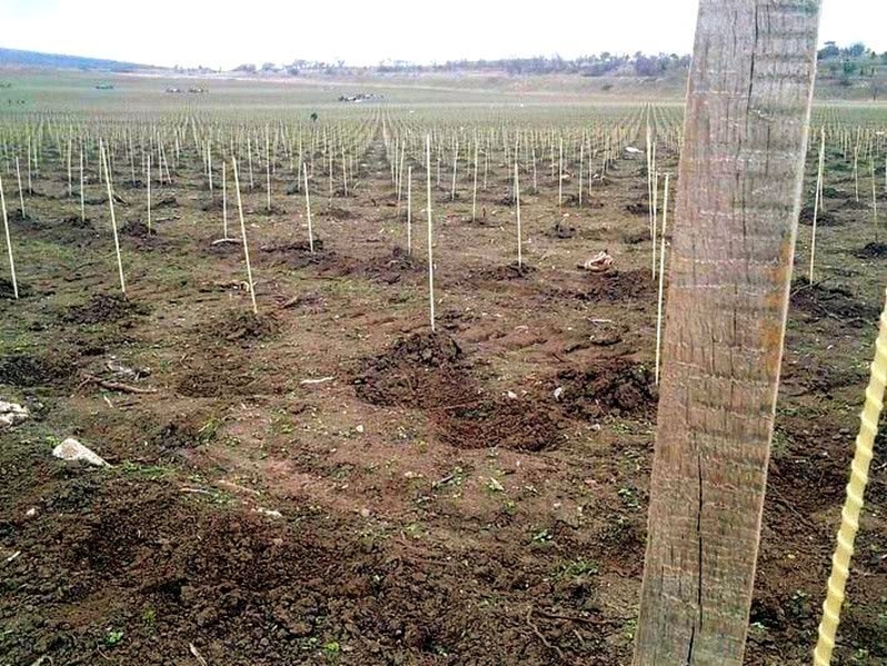  Опоры, колышки из композитных материалов для растений от производителя POLYARM - <ro>Изображение</ro><ru>Изображение</ru> #5, <ru>Объявление</ru> #1709482