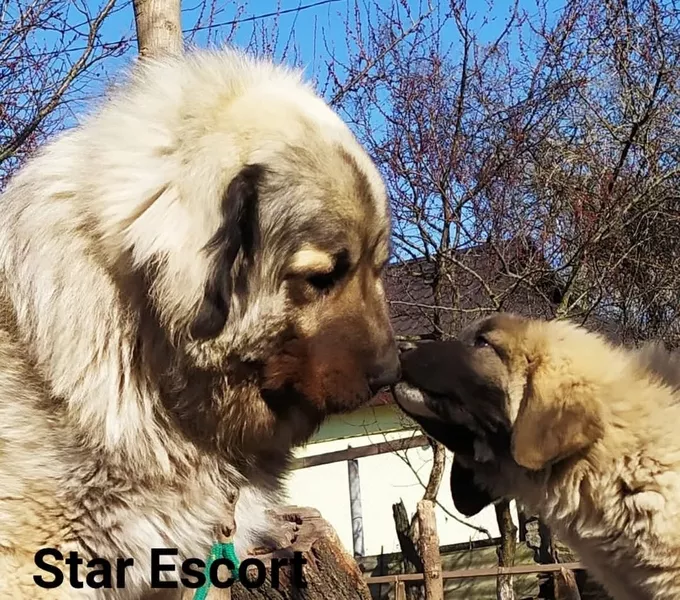 Цуценята кавказької вівчарки розплідник Star Escort  - <ro>Изображение</ro><ru>Изображение</ru> #8, <ru>Объявление</ru> #1747940